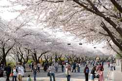 Du lịch Hàn Quốc mùa xuân du khách cùng trải nghiệm văn hóa ngắm hoa anh đào